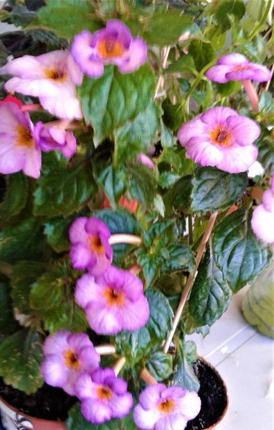  - 000018 ACHIMENES