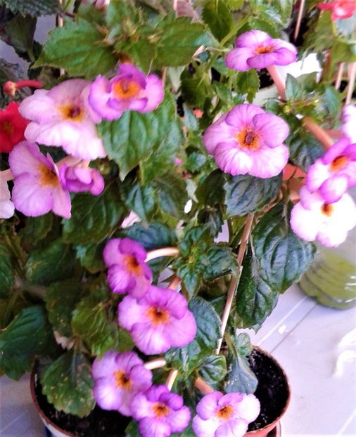  - 000018 ACHIMENES