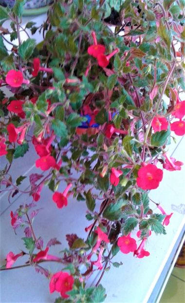  - 000018 ACHIMENES