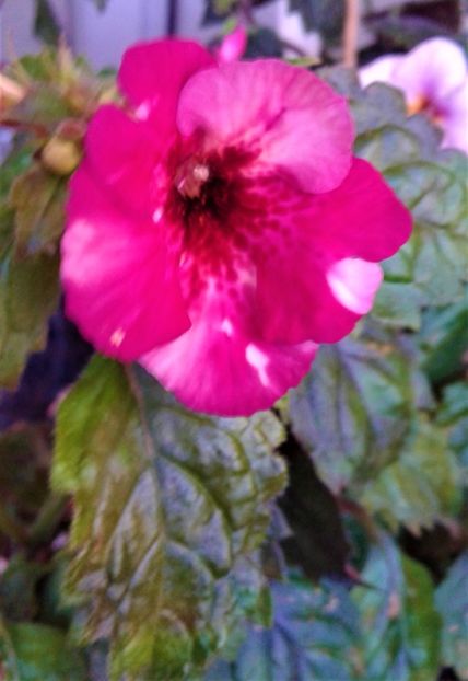  - 000018 ACHIMENES