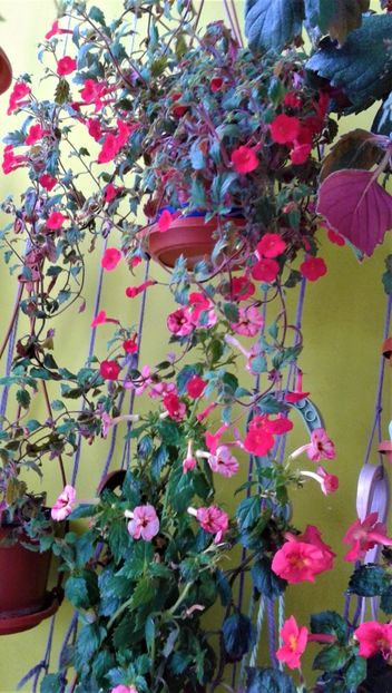  - 000018 ACHIMENES