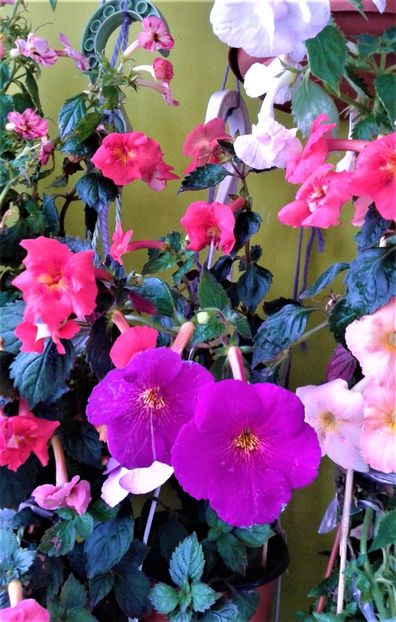  - 000018 ACHIMENES