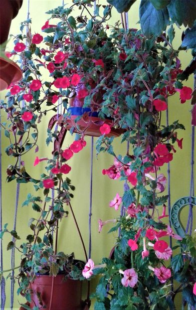  - 000018 ACHIMENES