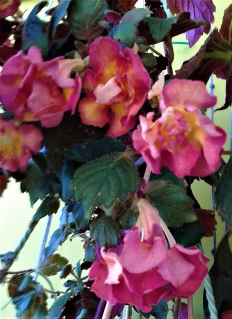  - 000018 ACHIMENES