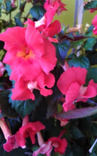  - 000018 ACHIMENES