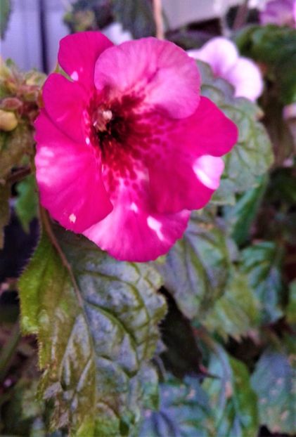  - 000018 ACHIMENES