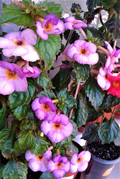  - 000018 ACHIMENES