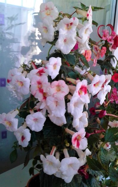  - 000018 ACHIMENES