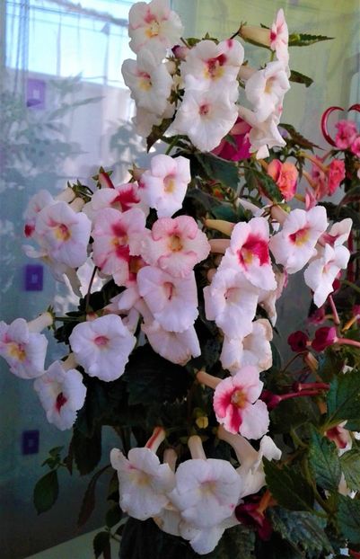  - 000018 ACHIMENES
