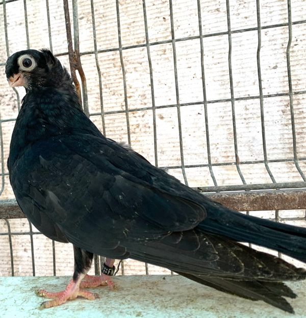 FEF23B88-7FDD-4F78-AA58-3F2EB91FAE6B - jucatori de calarasi