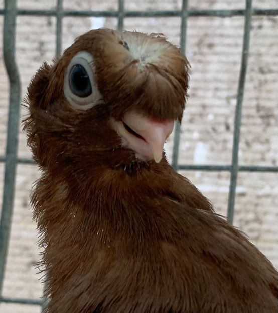 940562E3-5A03-4D8E-B0DC-483ADF3596C7 - jucatori de calarasi