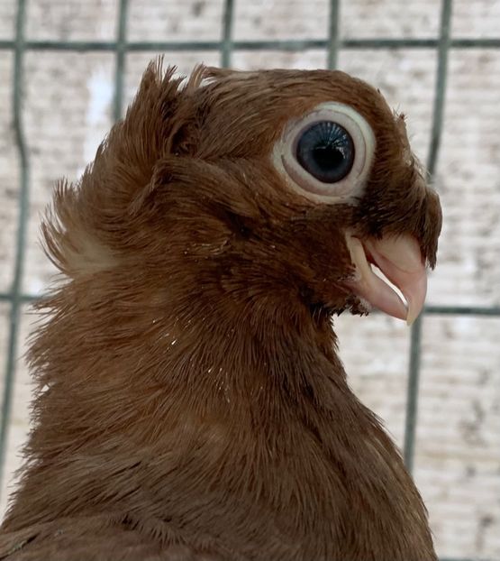 6A73B5A3-50F0-4EAD-8C35-3AD4C7A5EB14 - jucatori de calarasi