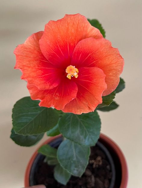 6E69AC69-BEEB-4B4D-BAF4-E2FE3756CF4B - Hibiscus