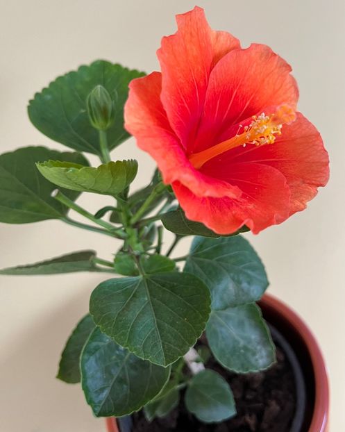 ED03D611-5B16-4F56-8003-1977B18147BF - Hibiscus