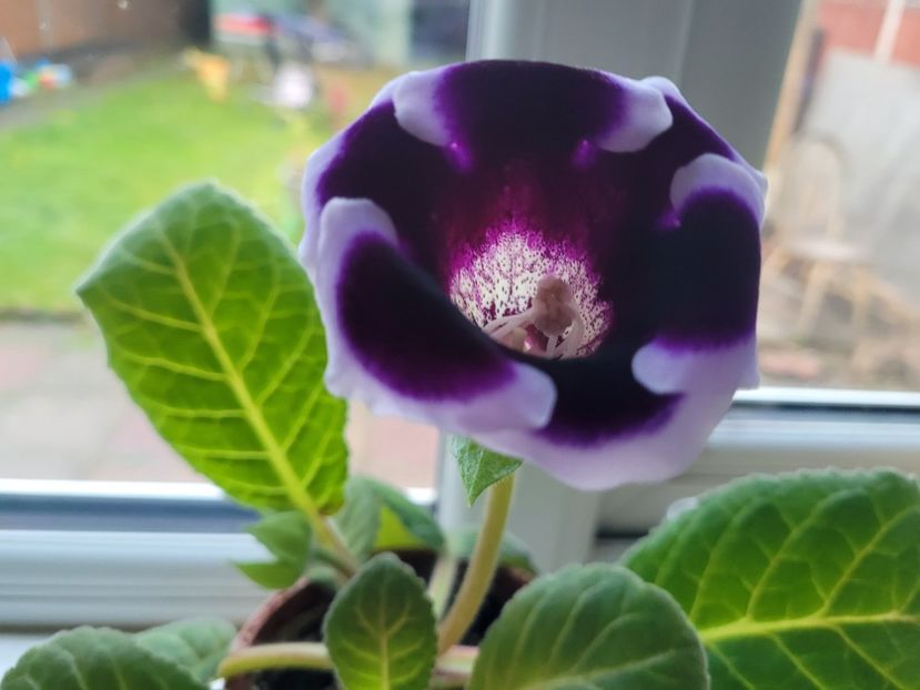 Gloxinia 'Kaiser Wilhelm' - Florile mele din Anglia