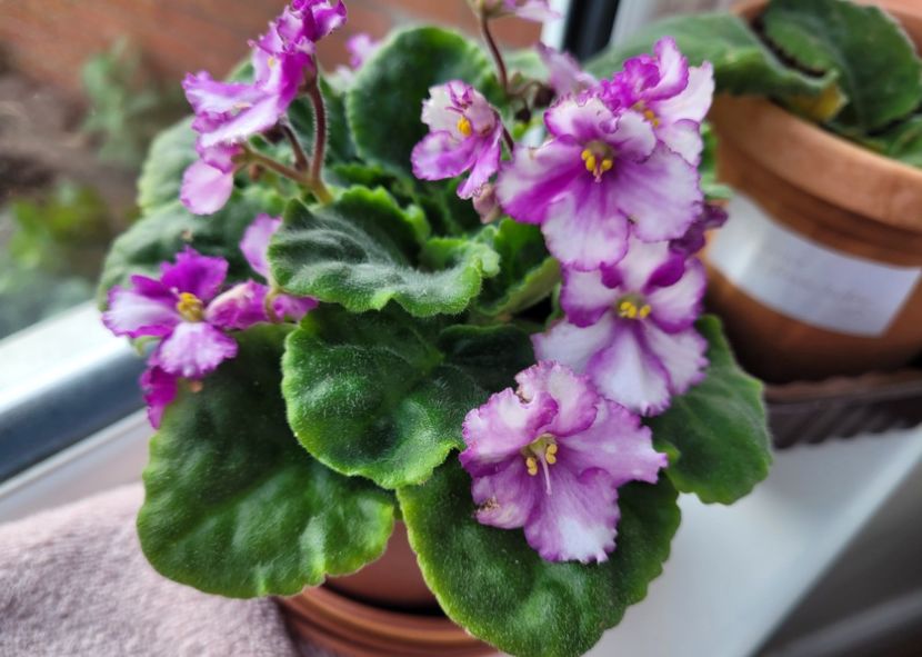 Violeta superba  - Florile mele din Anglia
