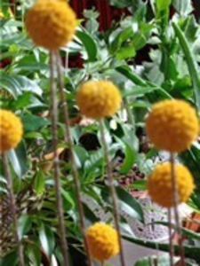  - dragostea  de natura