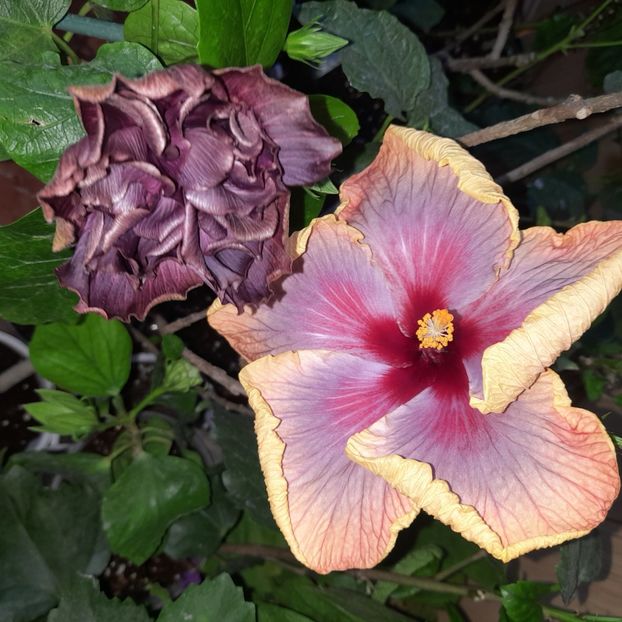  - Chi s Garden Bear Baby