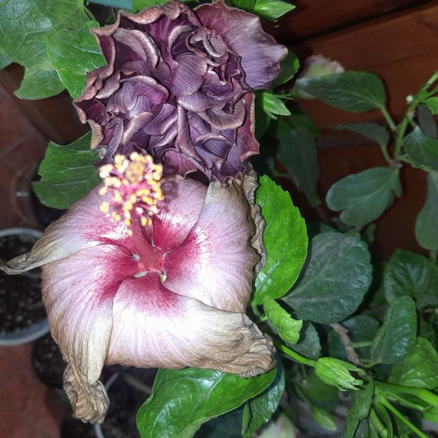  - Chi s Garden Bear Baby