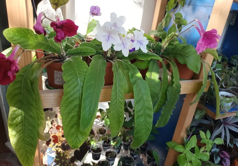  - STREPTOCARPUS