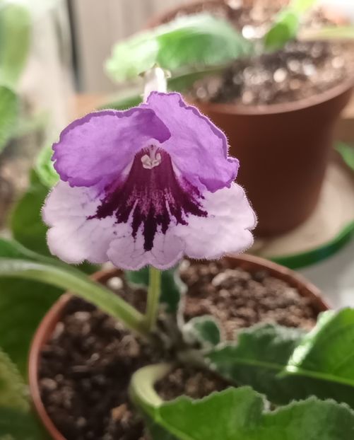  - STREPTOCARPUS