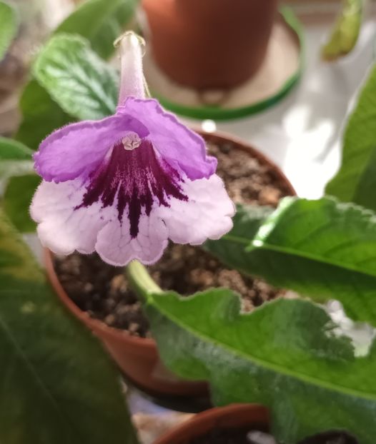  - STREPTOCARPUS