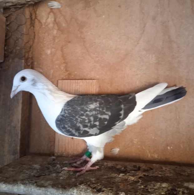 Femela 16-482....-10 lei - Porumbei vanduti