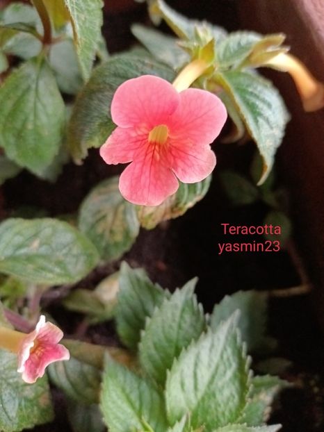 18.10.2022 - Achimenes 2022