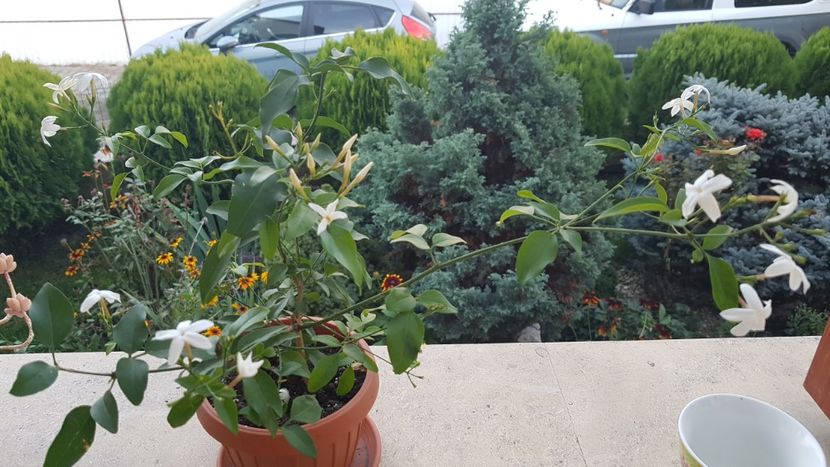 Jasmin-vad ca-i place racoarea, n-as fi crezut! - Plumbago- jasminum azoricum -acalipha