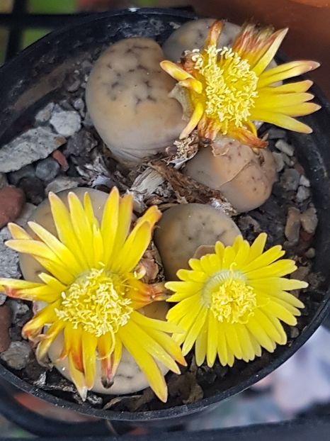 A inflorit si cel mic! - Lithops 2022-2023-2024