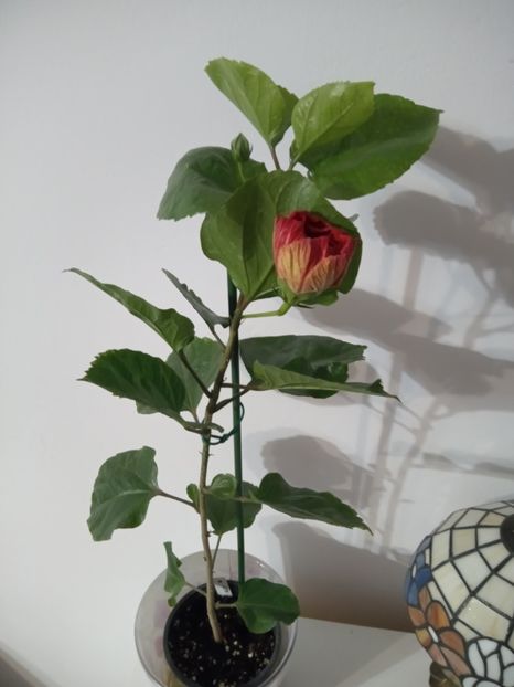  - 02 Hemerocalisi-hibiscusi-crini