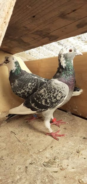  - PORUMBEI VANDUTI 2