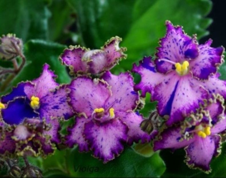 Poza net - Itchy Stitches