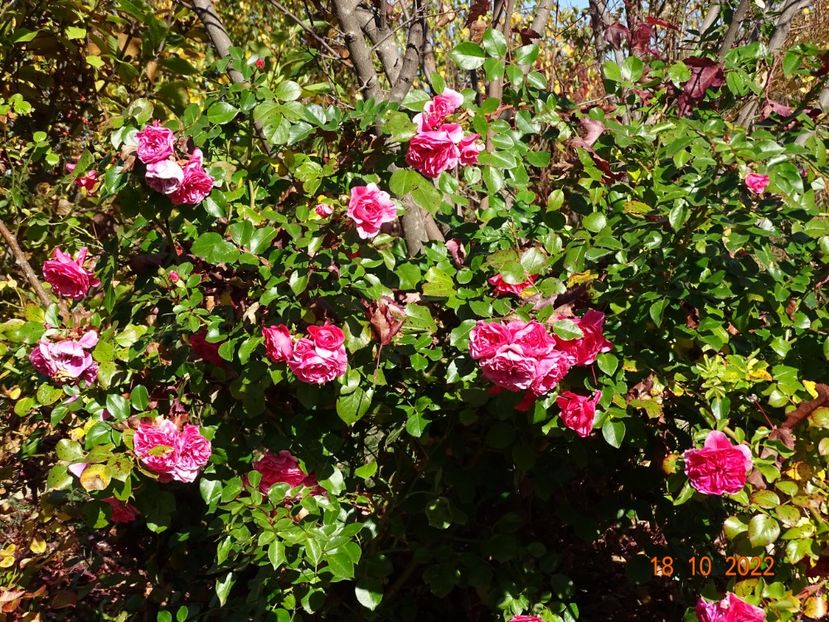  - Trandafiri 2022 4