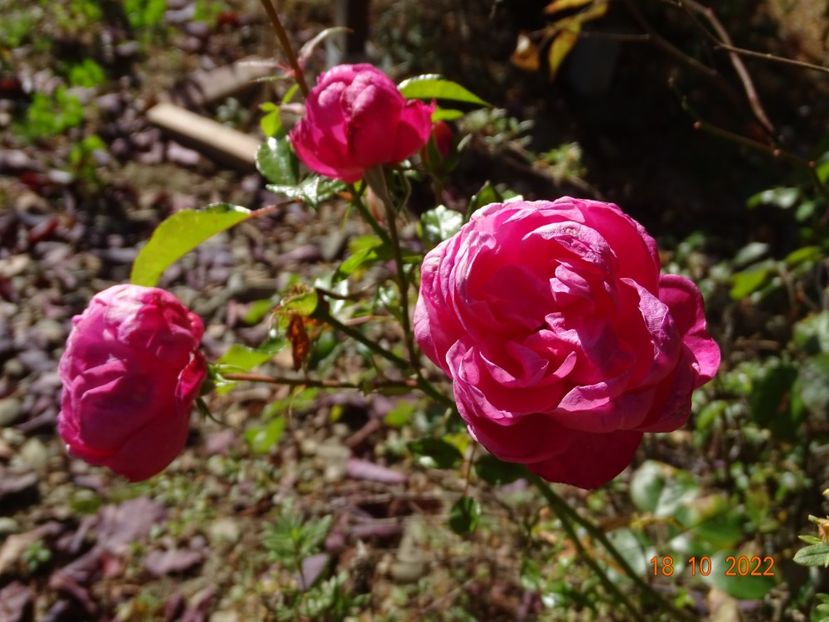  - Trandafiri 2022 4