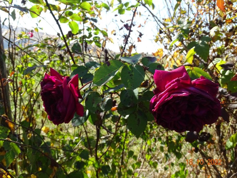  - Trandafiri 2022 4