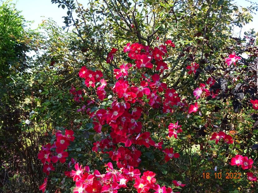  - Trandafiri 2022 4