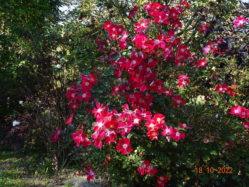  - Trandafiri 2022 4