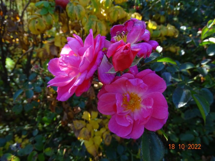  - Trandafiri 2022 4