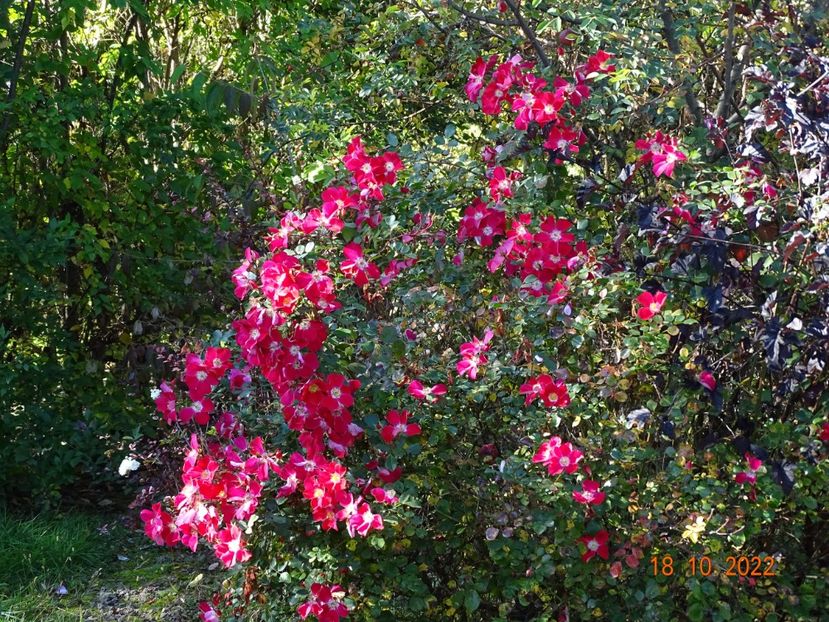  - Trandafiri 2022 4