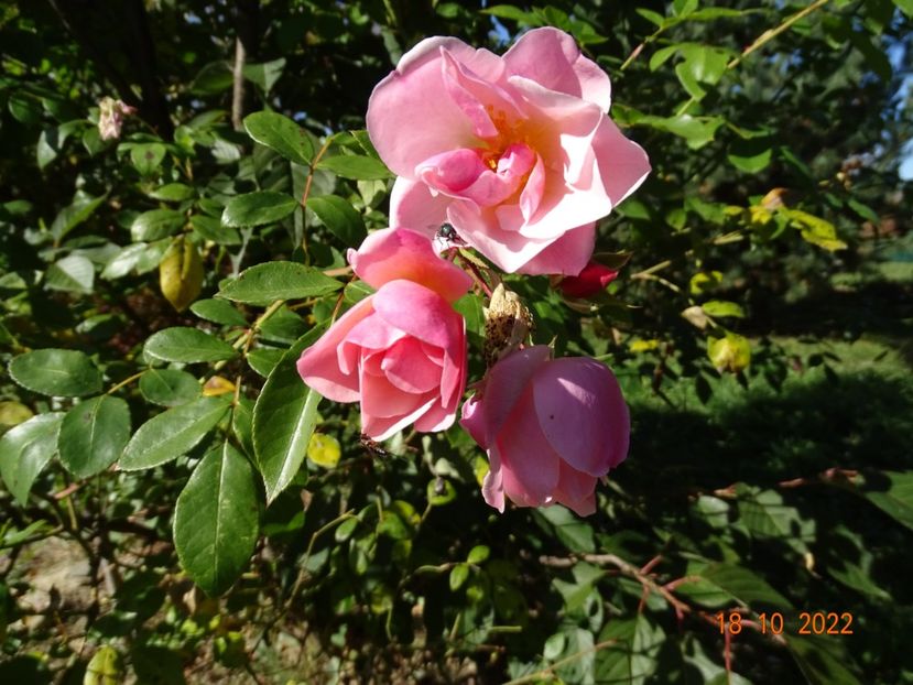  - Trandafiri 2022 4