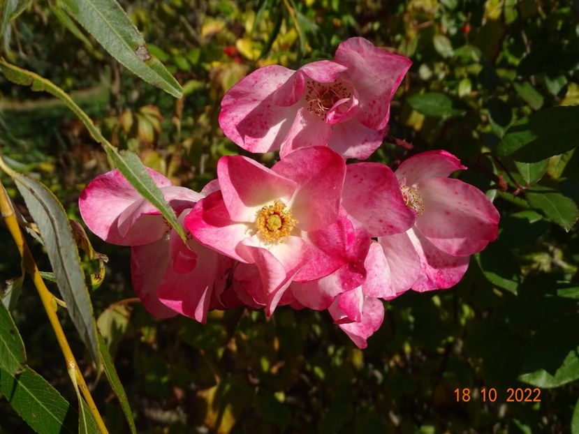  - Trandafiri 2022 4