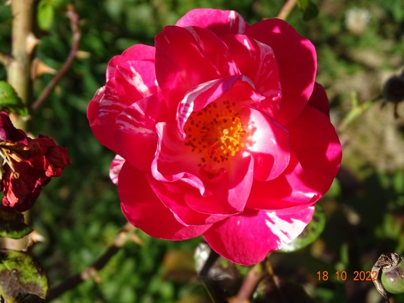  - Trandafiri 2022 4