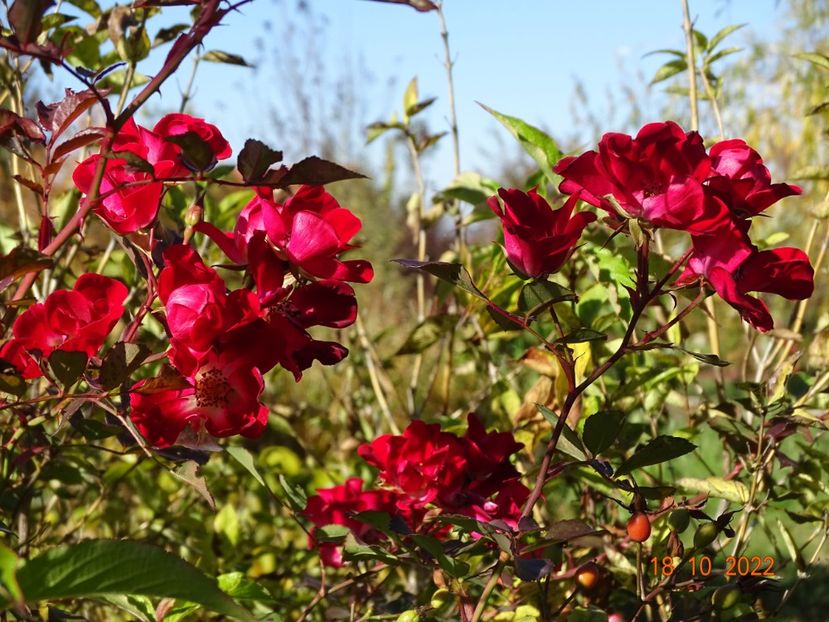 - Trandafiri 2022 4