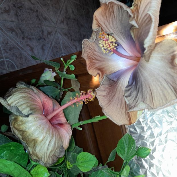 19.10.2022 - HIBISCUSI 2022-6