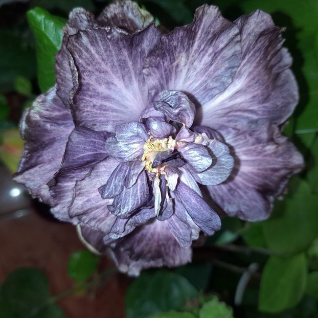  - DPs Black Treasure