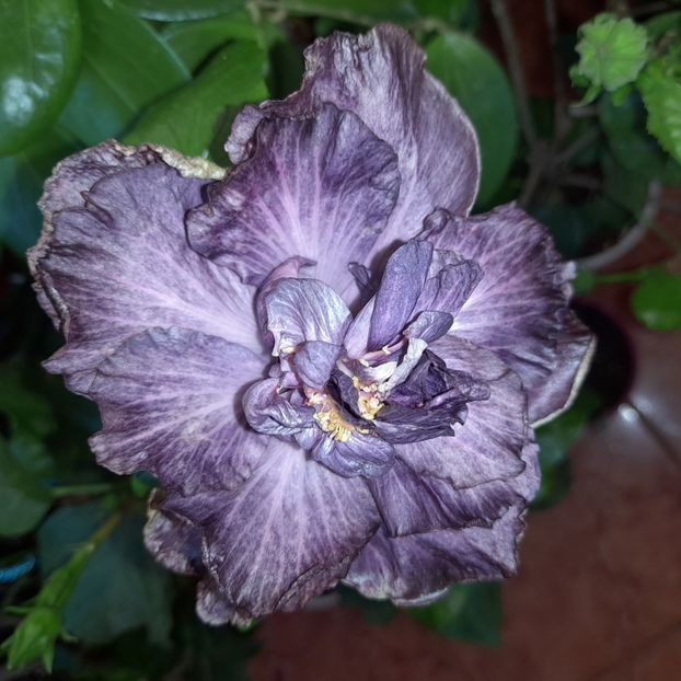  - DPs Black Treasure