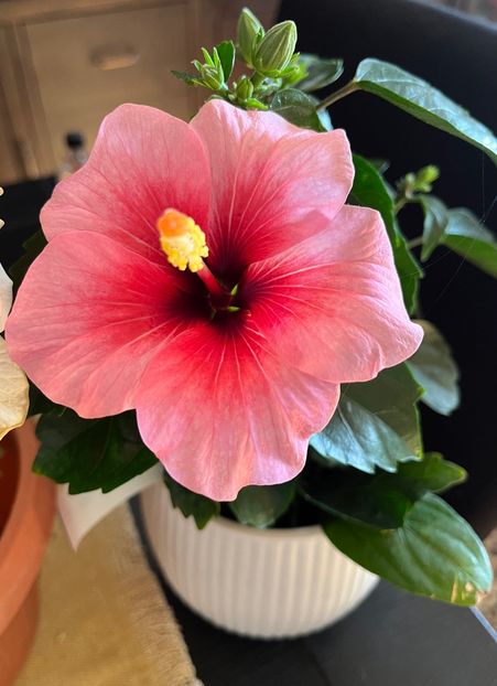 96299C2E-0EC7-4A7A-956E-8DFFF8BED5E9 - Hibiscus