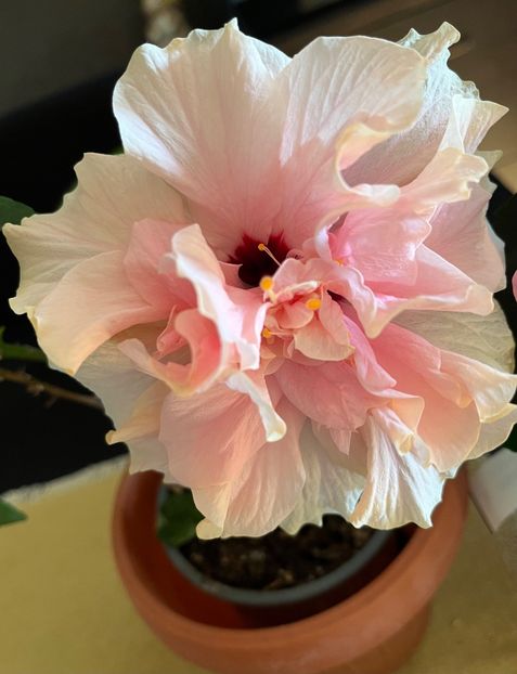 C238DFAE-564F-43AC-A577-1BE252089F83 - Hibiscus