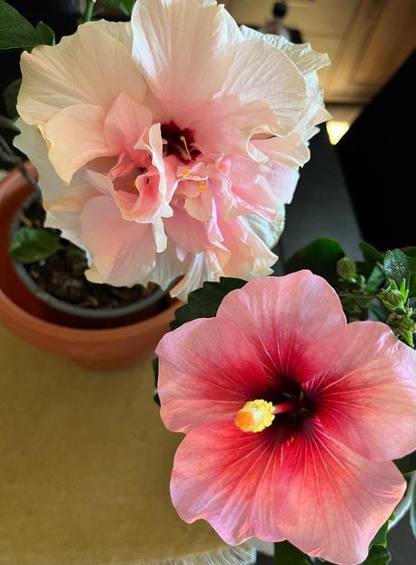 928CC77B-D9AD-49E6-B912-F138FEFDBB3C - Hibiscus